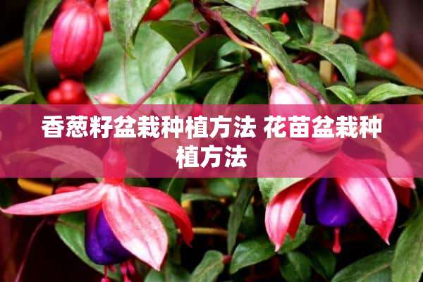 香葱籽盆栽种植方法 花苗盆栽种植方法