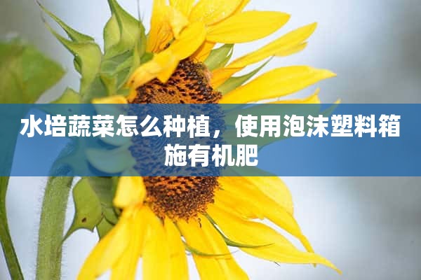 水培蔬菜怎么种植，使用泡沫塑料箱施有机肥