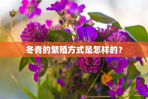 冬青的繁殖方式是怎样的？