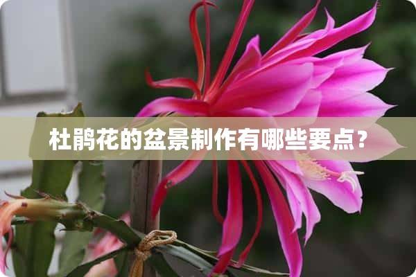 杜鹃花的盆景制作有哪些要点？