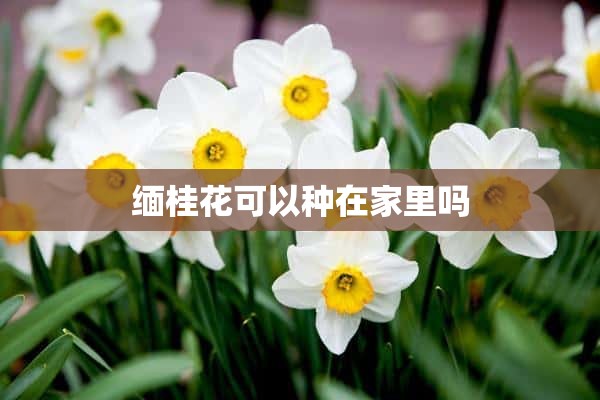 缅桂花可以种在家里吗