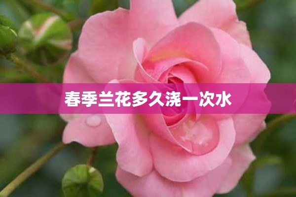 春季兰花多久浇一次水