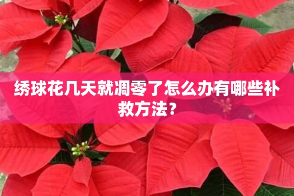 绣球花几天就凋零了怎么办有哪些补救方法？