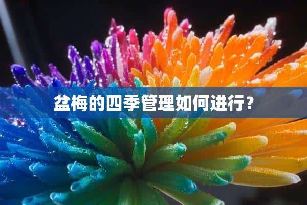 盆梅的四季管理如何进行？