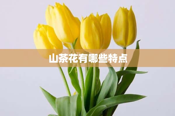 山茶花有哪些特点