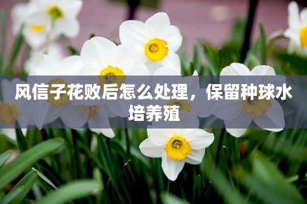 风信子花败后怎么处理，保留种球水培养殖