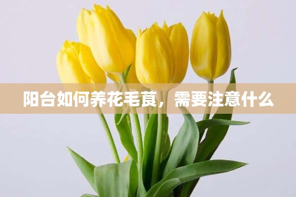 阳台如何养花毛茛，需要注意什么