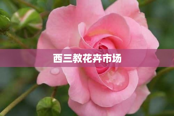 西三教花卉市场