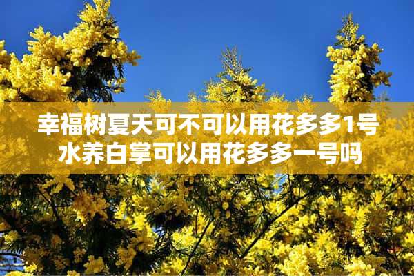 幸福树夏天可不可以用花多多1号 水养白掌可以用花多多一号吗