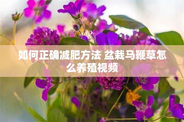 如何正确减肥方法 盆栽马鞭草怎么养殖视频