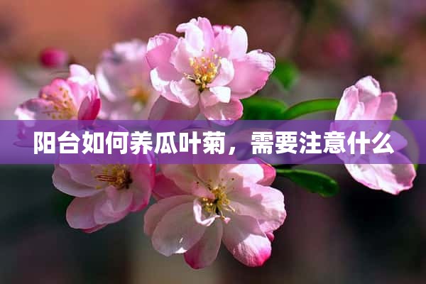 阳台如何养瓜叶菊，需要注意什么