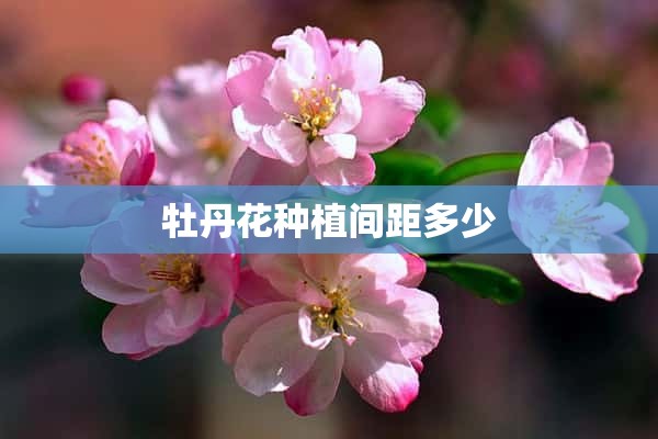 牡丹花种植间距多少