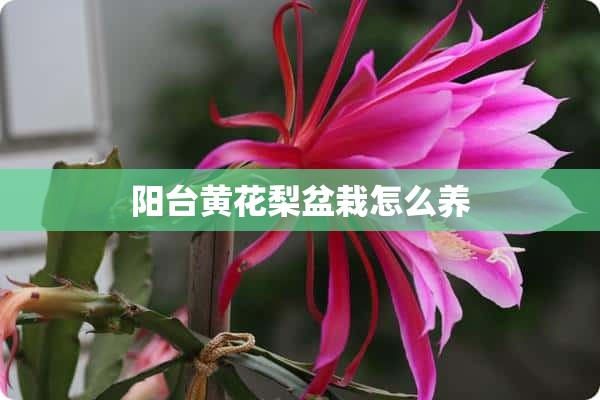 阳台黄花梨盆栽怎么养