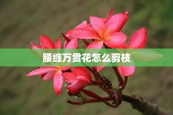 腰缠万贯花怎么剪枝