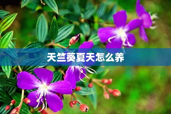 天竺葵夏天怎么养