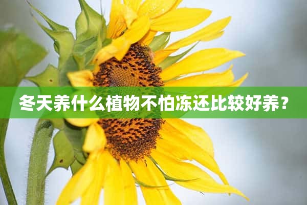 冬天养什么植物不怕冻还比较好养？