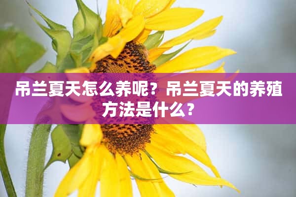 吊兰夏天怎么养呢？吊兰夏天的养殖方法是什么？