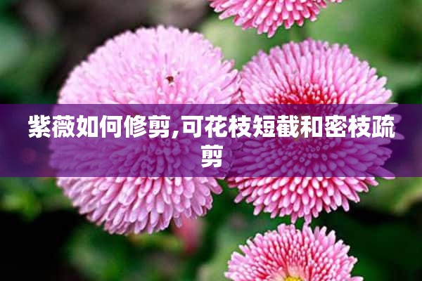 紫薇如何修剪,可花枝短截和密枝疏剪