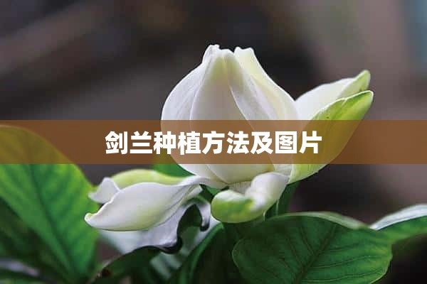 剑兰种植方法及图片