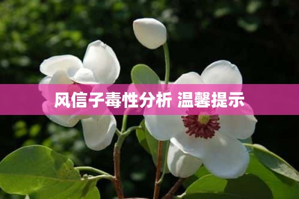 风信子毒性分析 温馨提示