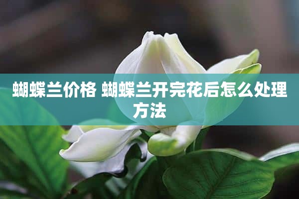 蝴蝶兰价格 蝴蝶兰开完花后怎么处理方法