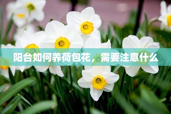 阳台如何养荷包花，需要注意什么