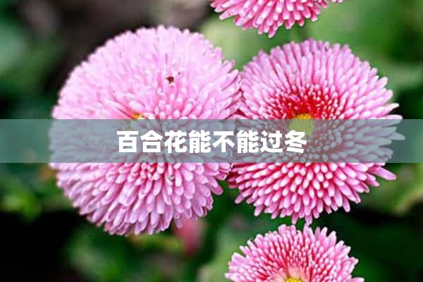 百合花能不能过冬