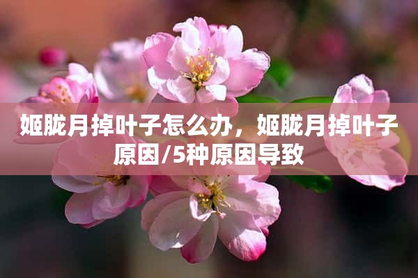 姬胧月掉叶子怎么办，姬胧月掉叶子原因/5种原因导致