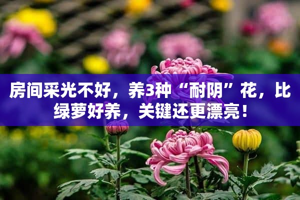 房间采光不好，养3种“耐阴”花，比绿萝好养，关键还更漂亮！