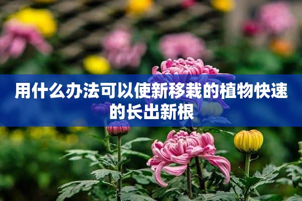 用什么办法可以使新移栽的植物快速的长出新根