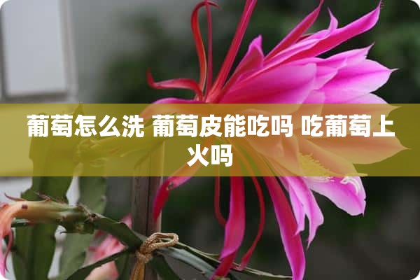 葡萄怎么洗 葡萄皮能吃吗 吃葡萄上火吗