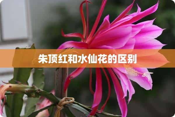 朱顶红和水仙花的区别