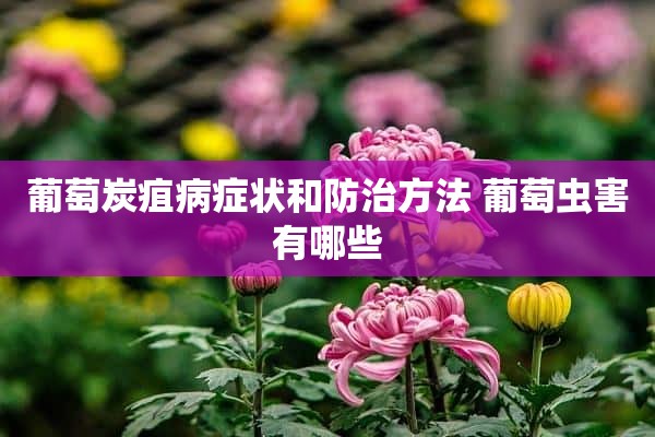 葡萄炭疽病症状和防治方法 葡萄虫害有哪些