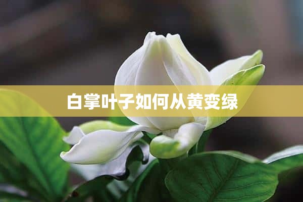 白掌叶子如何从黄变绿