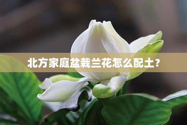 北方家庭盆栽兰花怎么配土？