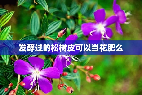 发酵过的松树皮可以当花肥么