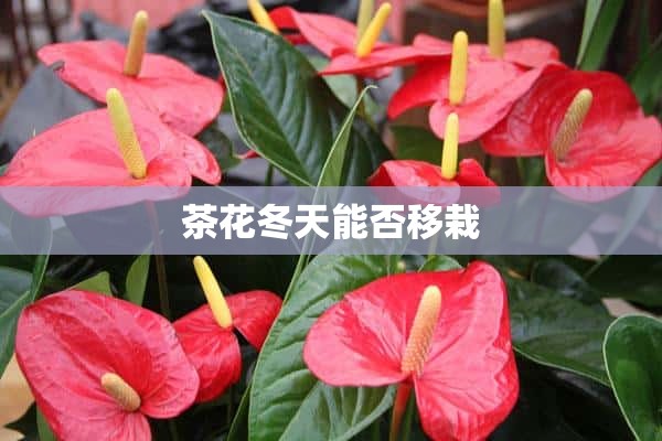 茶花冬天能否移栽