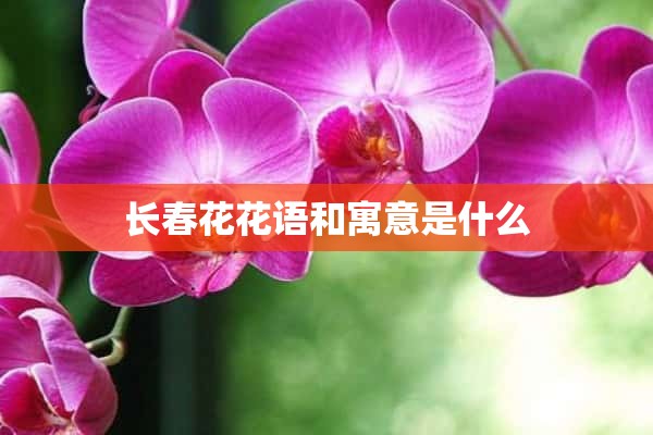 长春花花语和寓意是什么