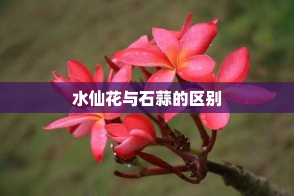 水仙花与石蒜的区别