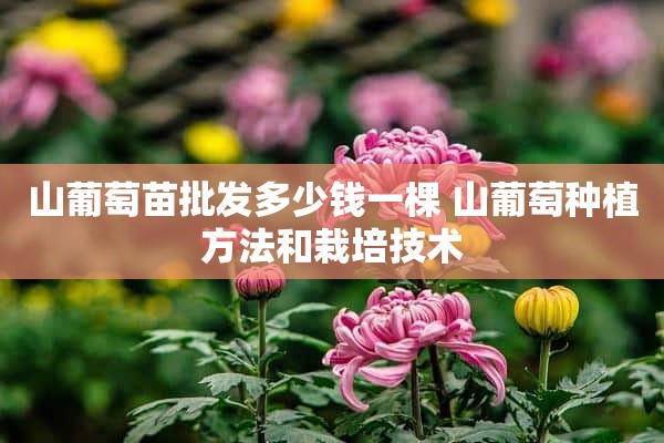 山葡萄苗批发多少钱一棵 山葡萄种植方法和栽培技术