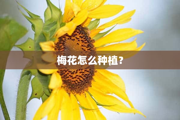 梅花怎么种植？