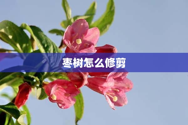 枣树怎么修剪