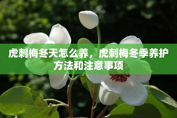 虎刺梅冬天怎么养，虎刺梅冬季养护方法和注意事项