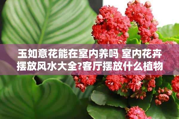 玉如意花能在室内养吗 室内花卉摆放风水大全?客厅摆放什么植物好