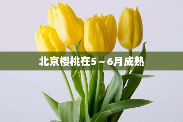 北京樱桃在5～6月成熟