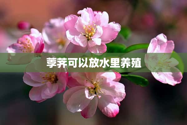 荸荠可以放水里养殖