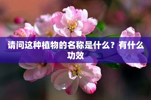 请问这种植物的名称是什么？有什么功效