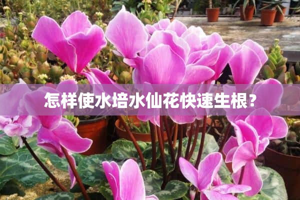 怎样使水培水仙花快速生根？