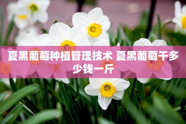 夏黑葡萄种植管理技术 夏黑葡萄干多少钱一斤