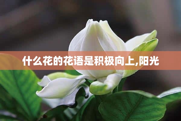 什么花的花语是积极向上,阳光